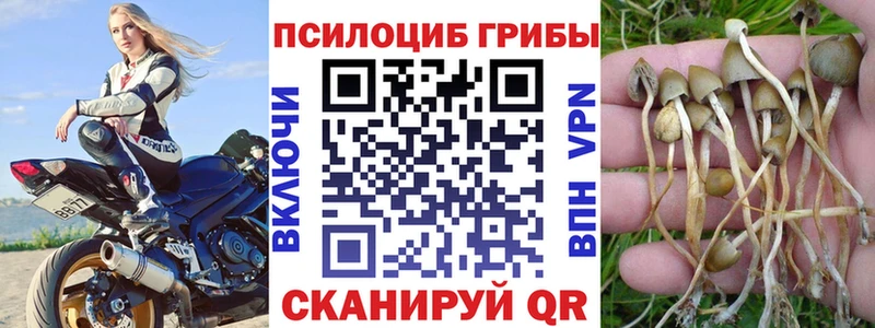 hydra как зайти  Буинск  Псилоцибиновые грибы мицелий 